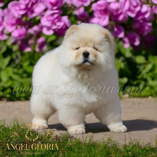 Unbelievable Miracle Angel Gloria, 2 months old