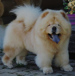 Goliath Shen Te Chows