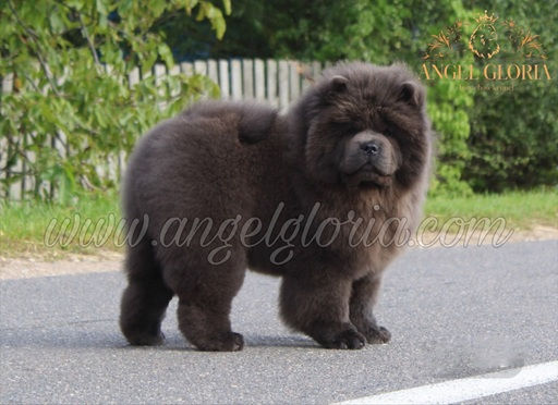 Sparkling Star Na'Vi Angel Gloria, 4 months