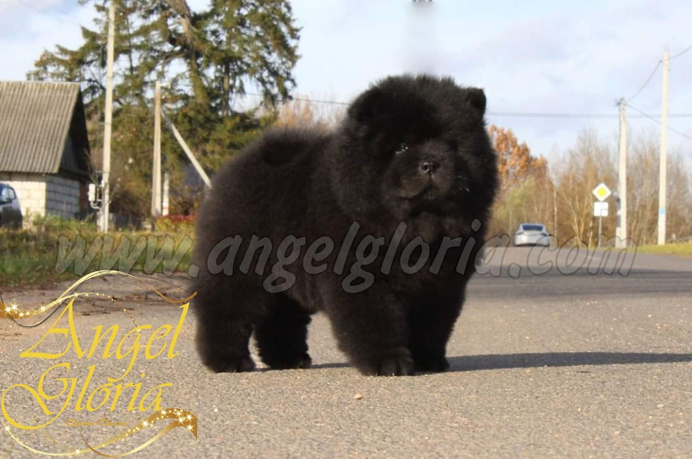 Princess Of Darkness Angel Gloria, 7 weeks