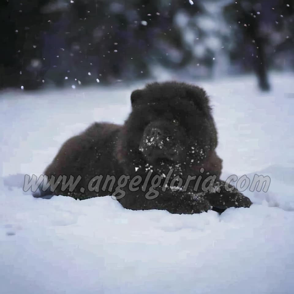 Princess of Darkness Angel Gloria, 3 months