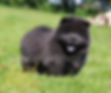 Sea Dream Eywa Angel Gloria, 6 weeks