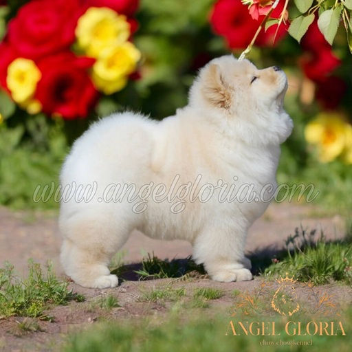 Ultra Magic Angel Gloria, 2 months old