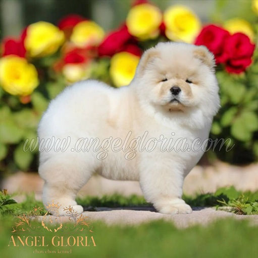 Ultra Magic Angel Gloria, 2 months old