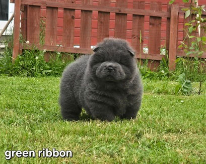 Force Of Will Fernando Angel Gloria 6 weeks old