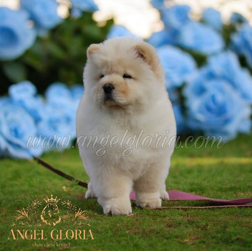 Unique Ulrika Angel Gloria, 2 months old
