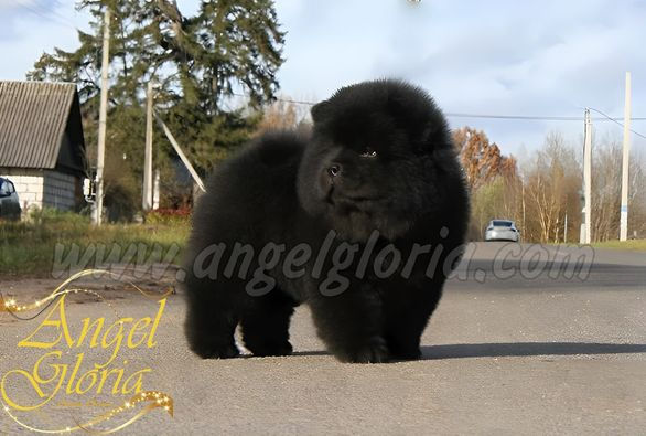 Princess Of Darkness Angel Gloria, 7 weeks