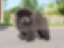 Sea Breeze Shell A.G., 2