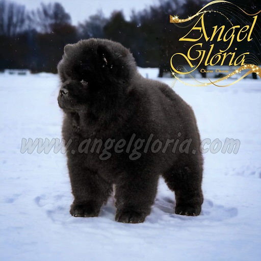 Perfect of Spades Angel Gloria, 10 weeks