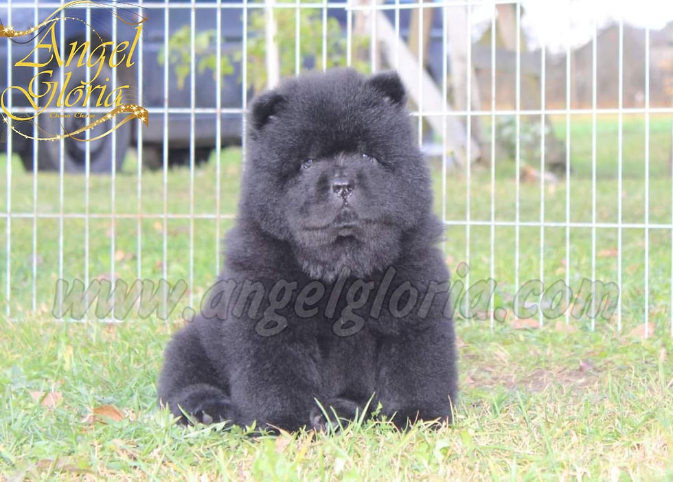 Perfect Of Spades Angel Gloria, 7 weeks