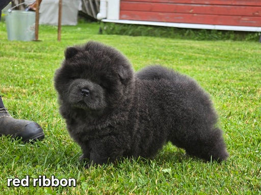 Fiji Firtress Of Love Angel Gloria 6 weeks old