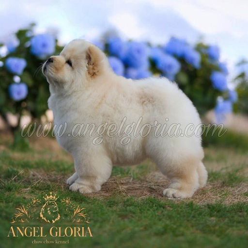 Unique Ulrika Angel Gloria, 2 months old