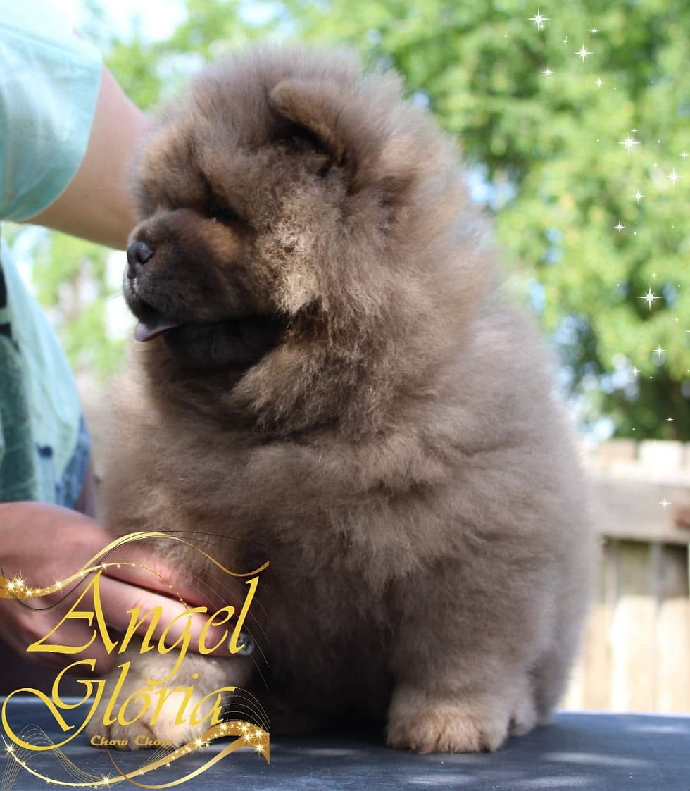Mystic Miss Mist Angel Gloria, 8 weeks