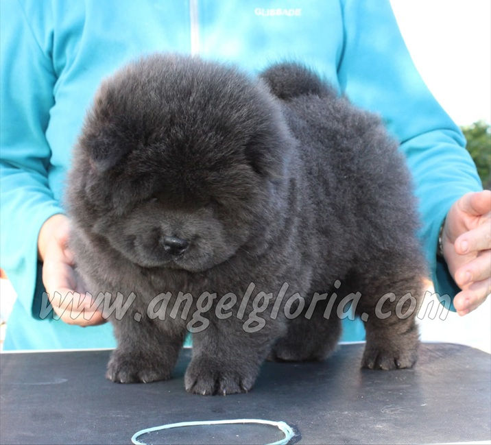 Sea Breeze Shell Angel Gloria, 6 weeks