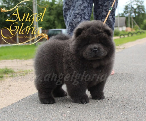 Sea Breeze Shell Angel Gloria, 2 months