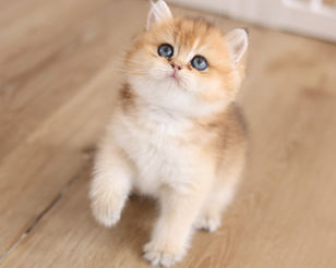 Litter R3 - Reserved