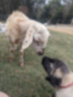 Red Collar boy saying Hi to a lamb