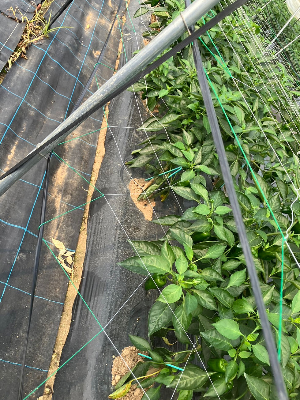 大分もやし収穫作業