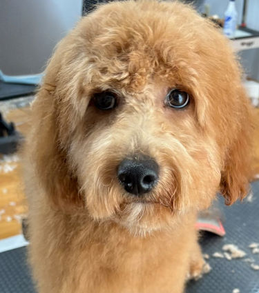 Dog groomer near you syracuse ny
dog grooming