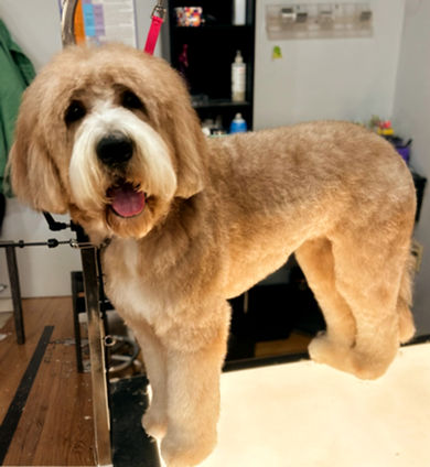Dog groomer near you syracuse ny
dog grooming