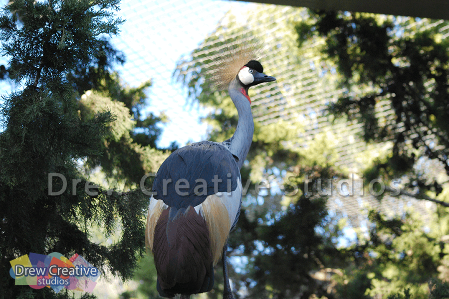 Bird on a tree