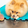 Perro Pomeranian Paciente del Hospital Veterinario Bruselas piero