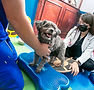 Chabela paciente del hospital veterinario bruselas