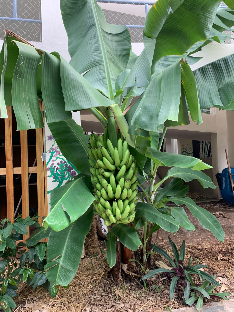 Banana Tree