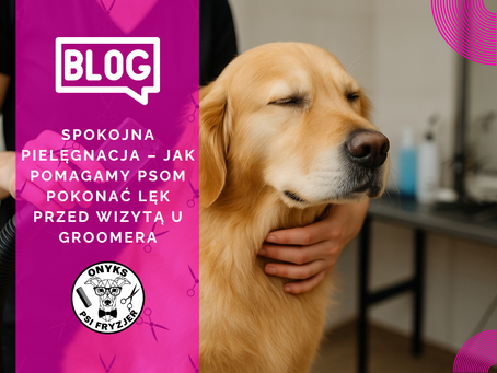 Spokojna pielęgnacja – jak pomagamy psom pokonać lęk przed wizytą u groomera