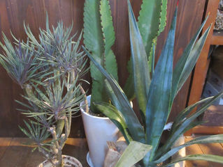今年の初植物