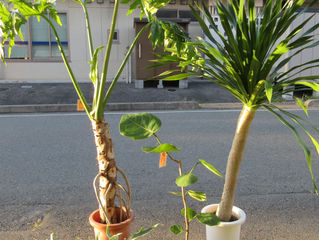 盆の花もやってましたが観葉もとりました