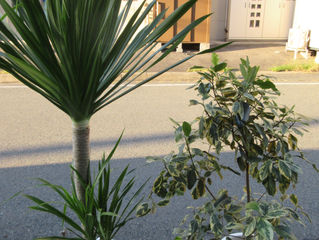 最近入荷の植物あれこれ