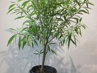 その他UP漏れの植物