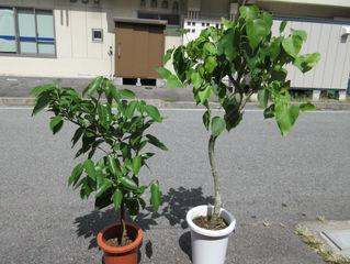 週末入荷の観葉です