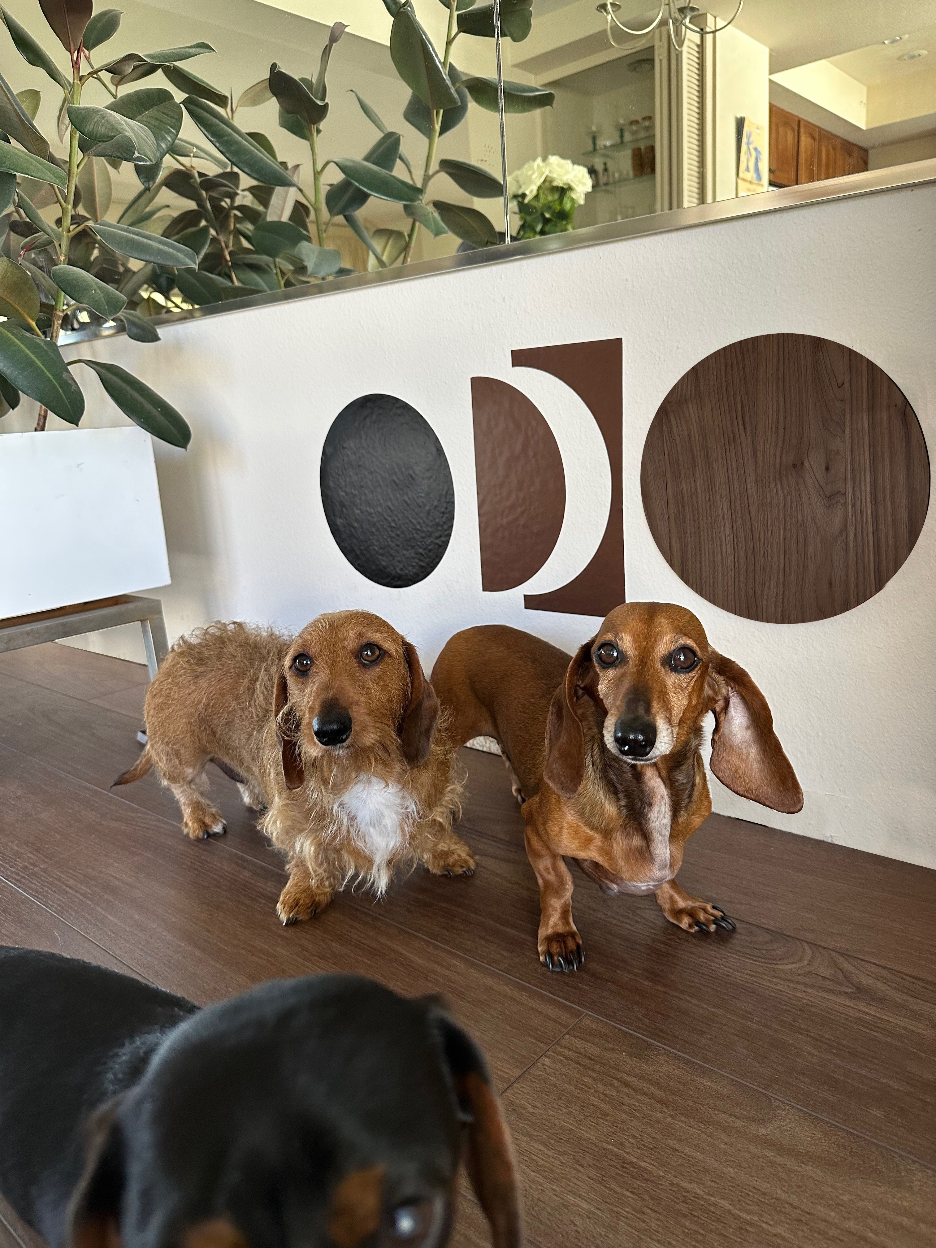 Dieter  On-A-Wall 2 - 4 shapes