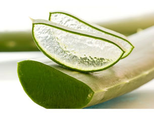 Babosa (aloe vera) usada em cuidados com cabelo e pele