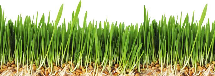 Miniatura: Mladý Ječmen Puntura (sušená šťáva) - 200g