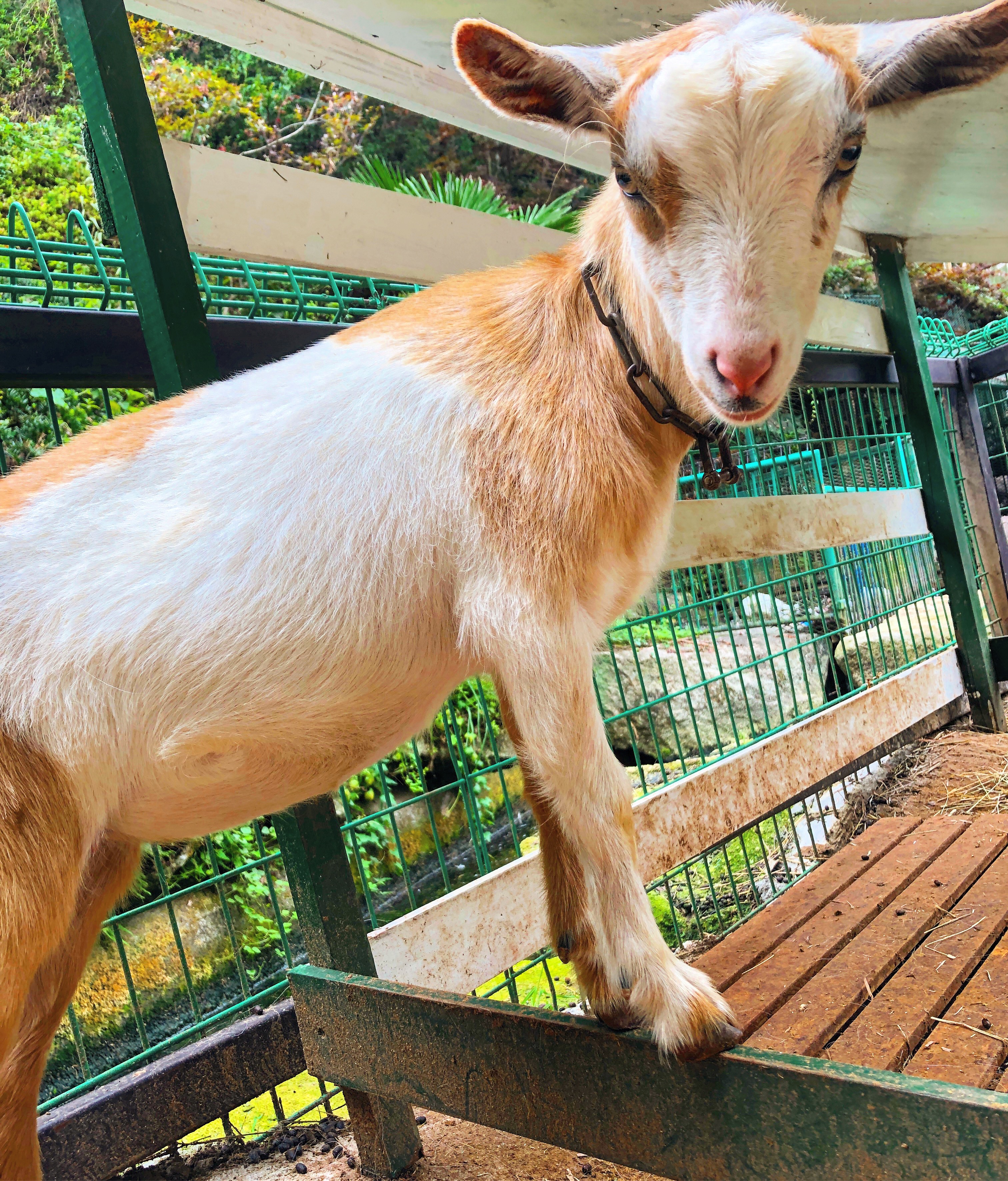 出張ふれあい動物園 動物に教えてもらう動物園 Anima