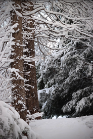 Forest - Zaynab Rashid.png