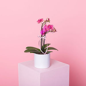 Phally Orchid Small