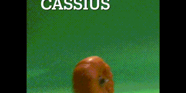 IMG_1082.gif