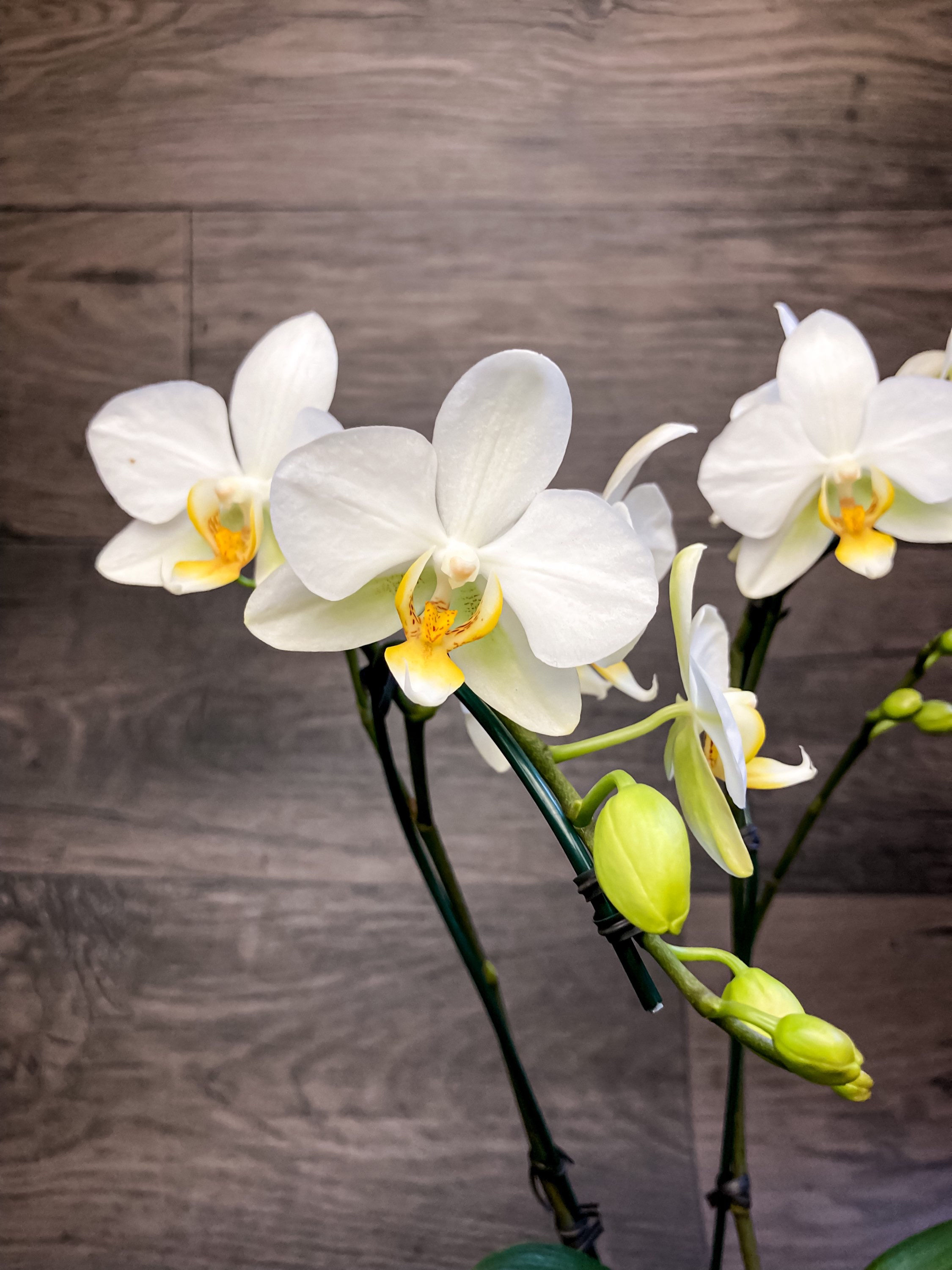 Mini Orquídea Phalaeonopsis branca