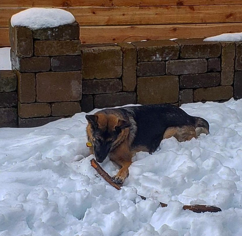 Indi on the snow with a stick