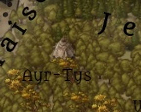 Ayr-Tys.jpg