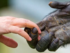4 spiritual lessons humans can learn from animals