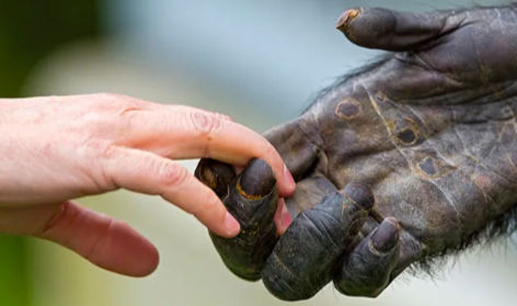 4 spiritual lessons humans can learn from animals