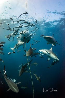 Aliwal shoal 2017