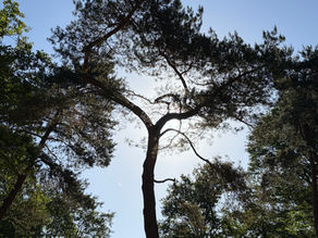 « Subir, souffrir et continuer de vivre » : la résilience silencieuse de la nature et de l'humain