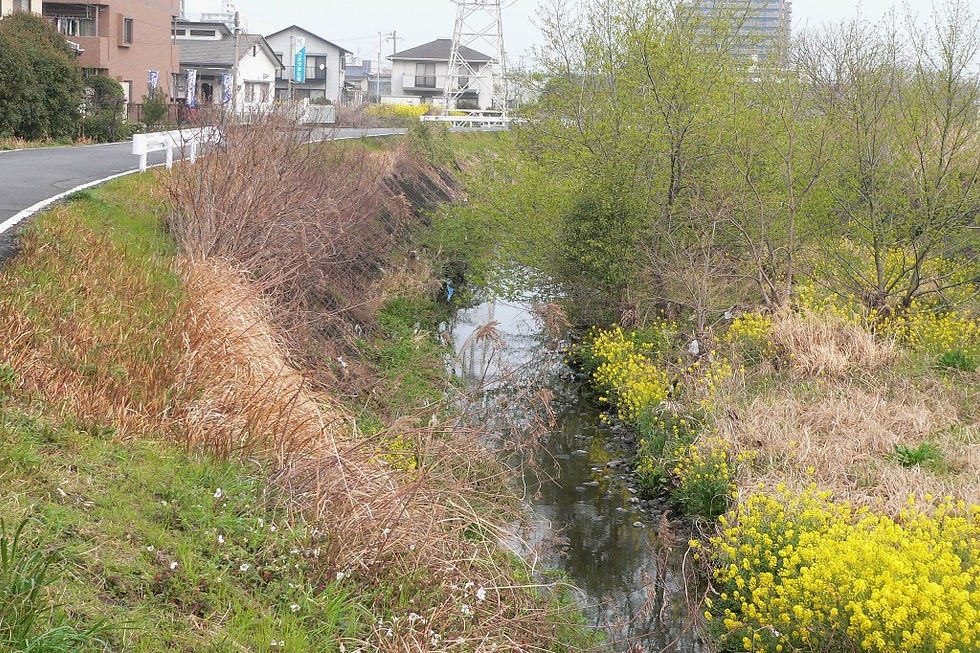河川植生班