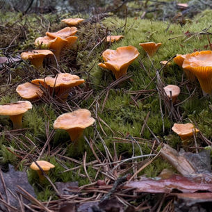 Frische Pfifferlinge im Wald für die aktuelle Wochenkarte im Ristorante Rialto Vallendar